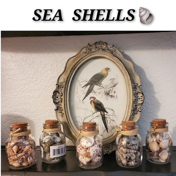 Other - 🐚 5 Jars Of Sea Shells